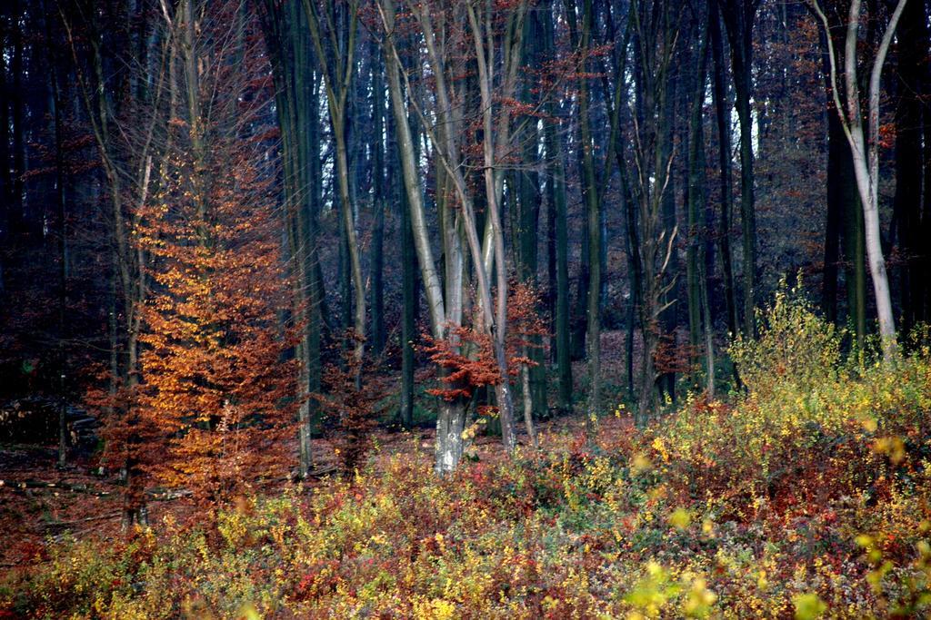 Agneslaki Okoturisztikai Centrum Es Vadaszhaz Надьканижа Экстерьер фото